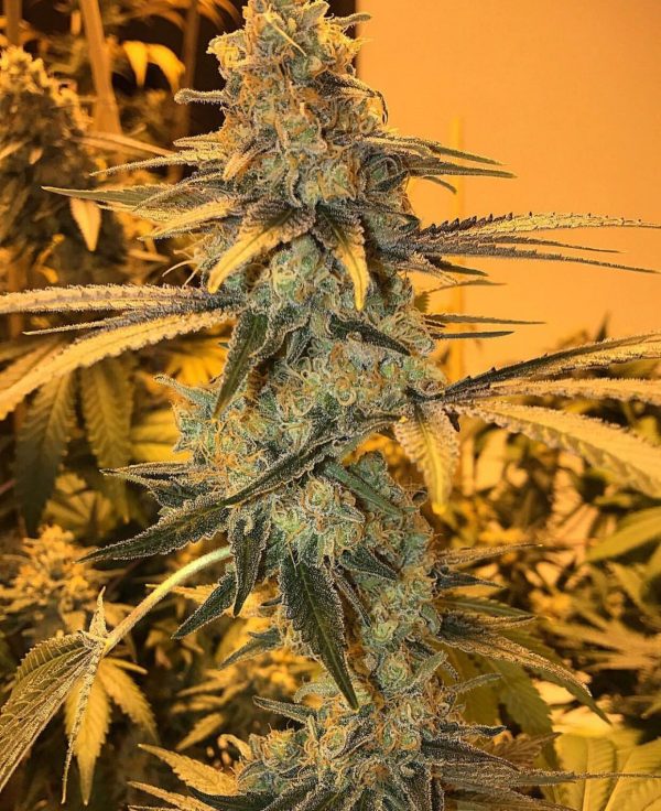 og-kush-1-1-2-1.jpg BUY OG KUSH ONLINE - Image 1